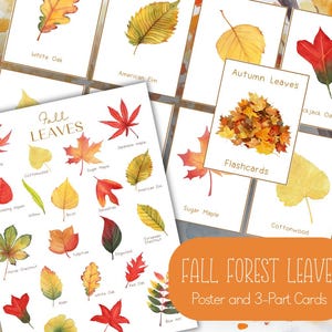 以下が含まれることがあります： 秋の葉の水彩イラストが特徴の教育教材。ポスターとフラッシュカードが含まれており、ホワイトオークやシュガーメープルなどの葉の種類を識別するラベルが付いています。「Fall Forest Leaves」のテキストも表示されています。