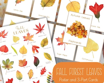 May include: A collection of educational materials featuring watercolor illustrations of fall leaves. The set includes a poster and flashcards, with labels identifying various leaf types such as White Oak and Sugar Maple. The text "Fall Forest Leaves" is also visible.