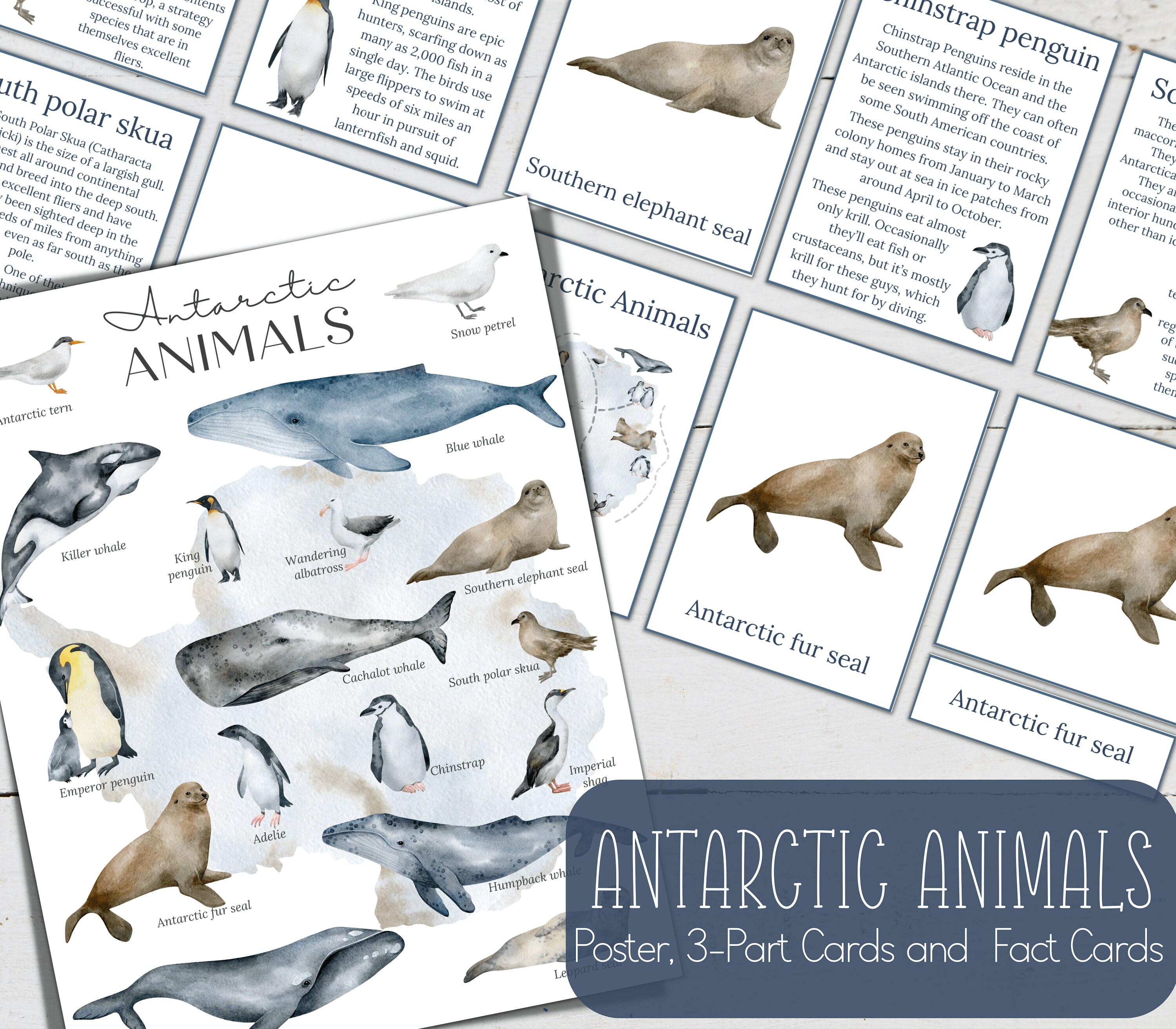 Earth Poles Unit Study Bundle: Antarctic Animals, Polar Bear (printable ...