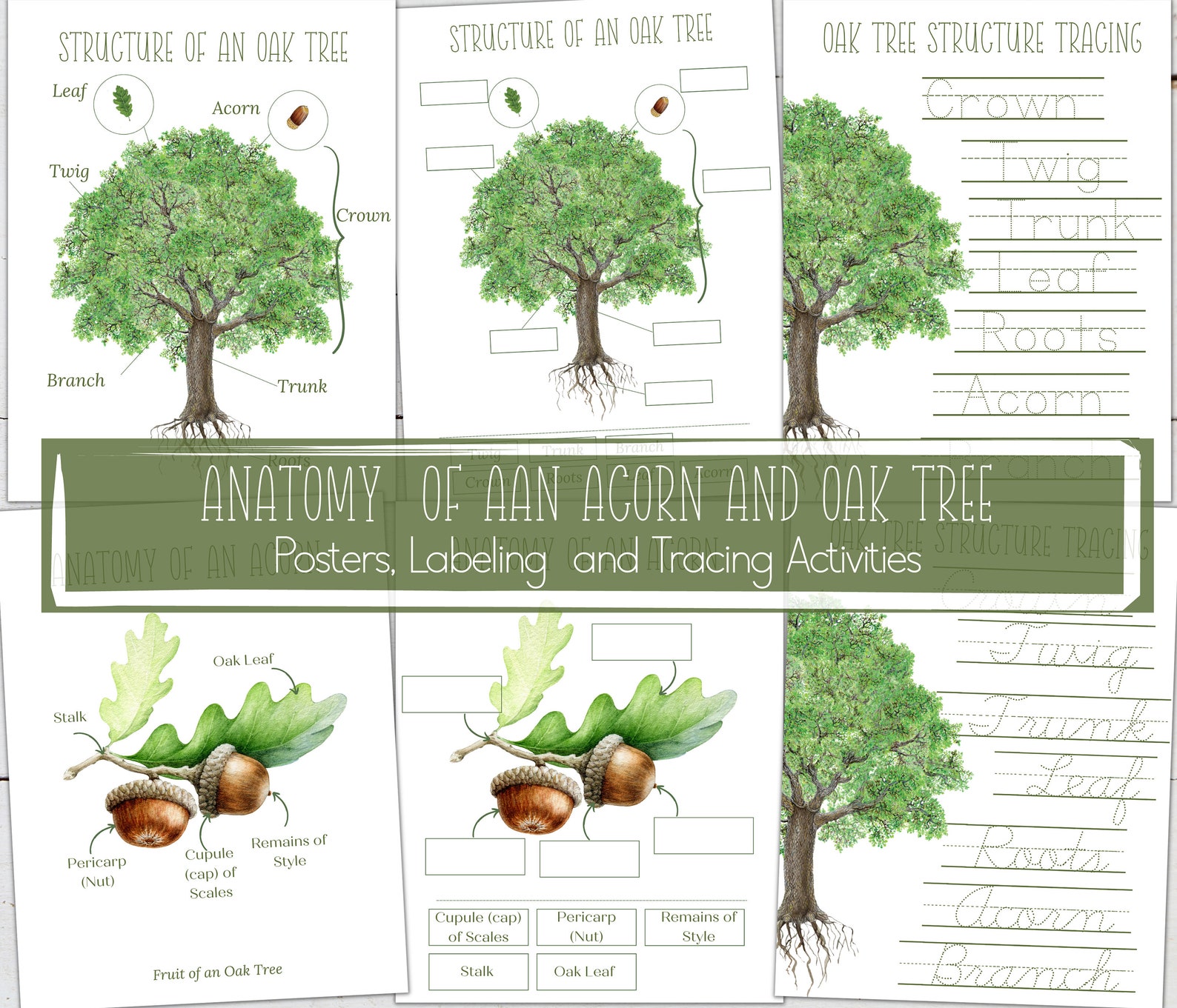 OAK Unit Study, Life Cycle, Anatomy, Nature Study, Science, Handwriting ...