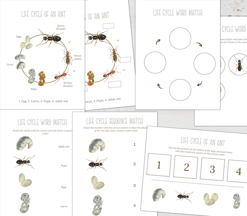 May include: A printable worksheet for kids to learn about the life cycle of an ant. The worksheet includes a diagram of the ant life cycle, a word match activity, and a sequence match activity. The worksheet is illustrated with colorful drawings of ants in different stages of their life cycle.