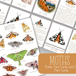 Cartes d'information sur l'espèce de papillons nocturnes, cartes en 3 parties et mini poster, nature, bricolage numérique, cartes Montessori, ressources pour l'école-maison