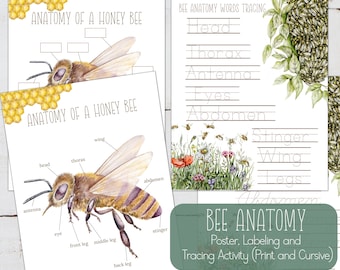 Bee Anatomy,  Poster and Labeling Activity, Homeschool, Instant DOWNLOAD