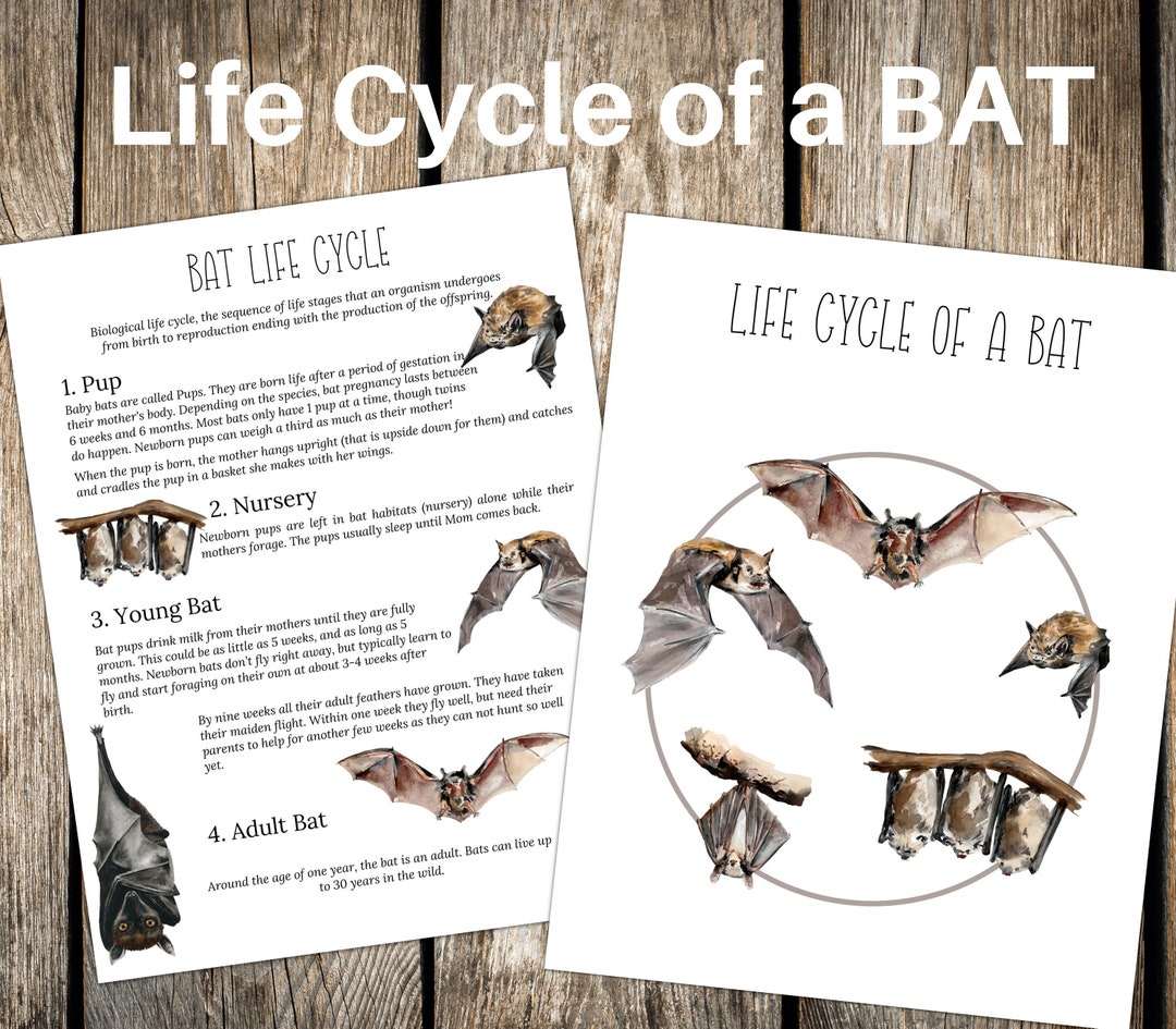 BAT Life Cycle Nature Study Homeschool Printable Instant - Etsy