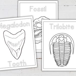 May include: Black and white coloring pages featuring three different fossils: a Megalodon tooth, a Trilobite, and a dinosaur fossil labeled "Fossil".