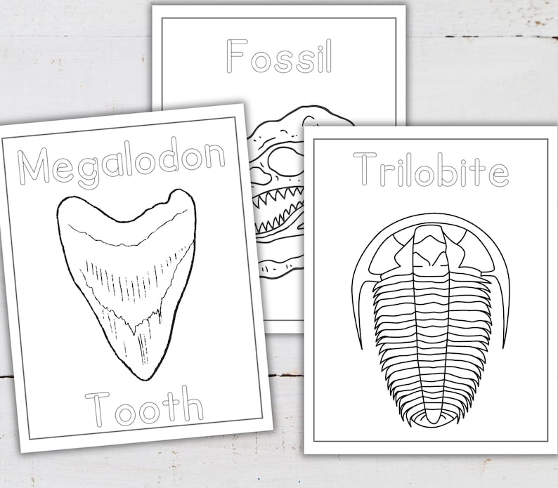 May include: Black and white coloring pages featuring three different fossils: a Megalodon tooth, a Trilobite, and a dinosaur fossil labeled "Fossil".