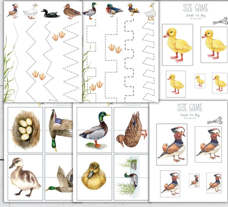 Ducks Unit Study: Life Cycle, Anatomy, Activities (homeschool Printable ...
