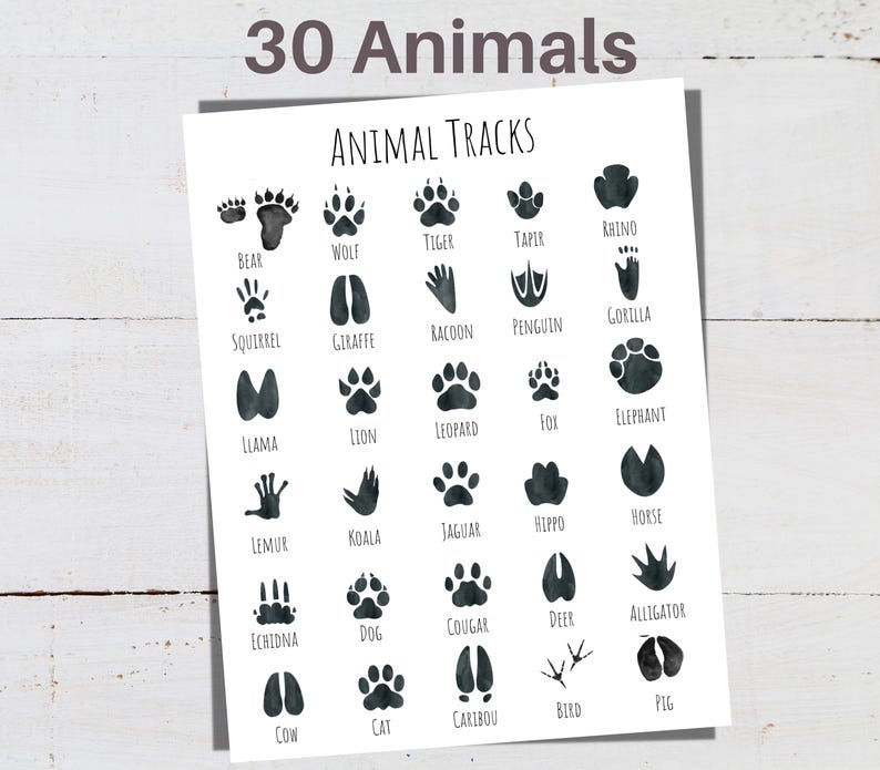 Animal Tracks Poster Set: Nature Study Cards & Puzzles (digital ...