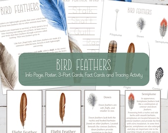 BIRD FEATHERS Info Page, Poster, Fact Cards and 3-Part Cards, Homeschool, INSTANT Download.