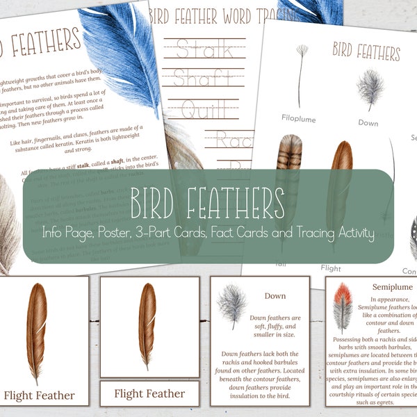 BIRD FEATHERS Info Page, Poster, Fact Cards and 3-Part Cards, Homeschool, INSTANT Download.