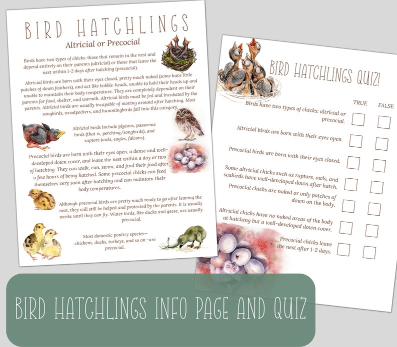 BIRDS UNITS BUNDLE, Bird Activities, Nests, Hatchlings, Beaks ...