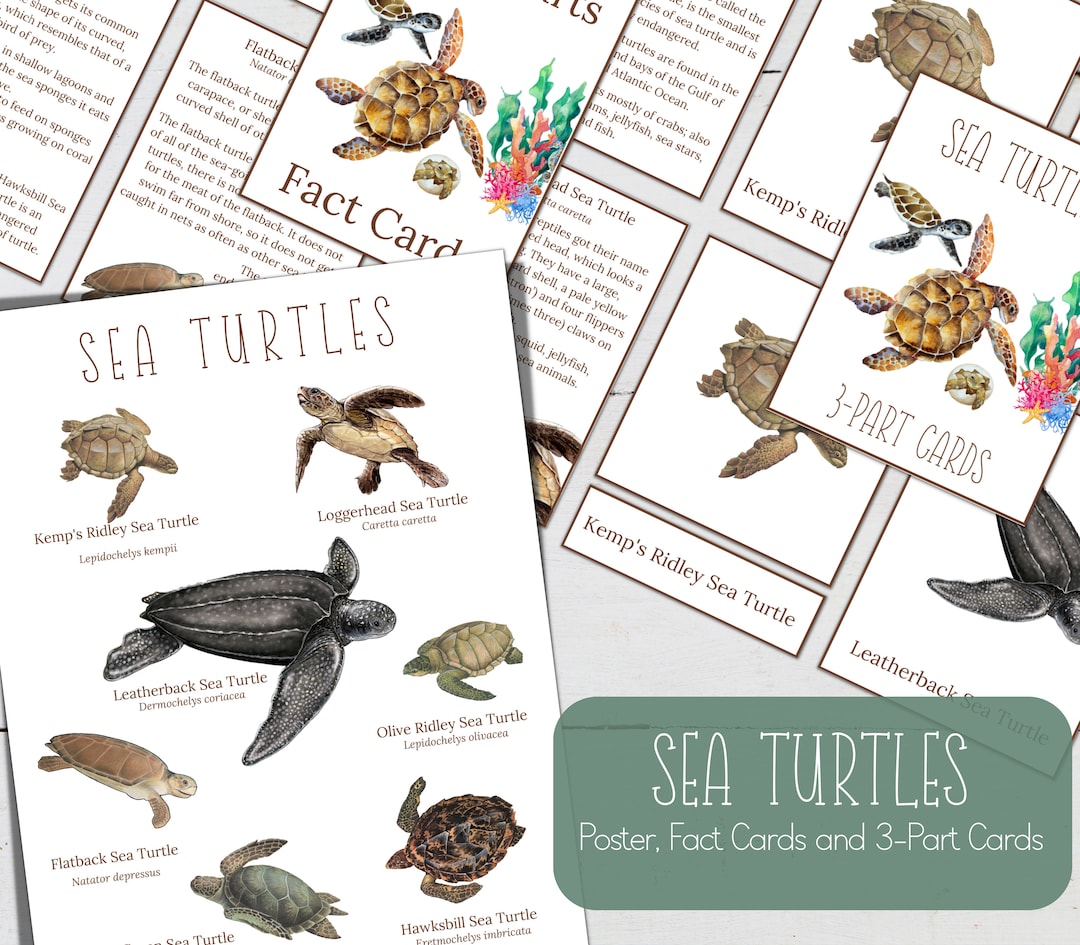 Sea Turtles Poster, Fact Cards, and 3-part Montessori Cards (digital ...