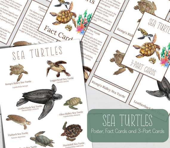 Sea Turtles Poster, Fact Cards, and 3-Part Montessori Cards (Digital DIY)