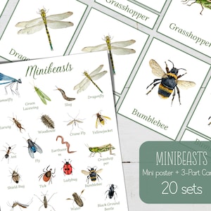 Minibeast 3 Part Cards and Miniposter, Bugs, Insects, Nature, Digital DIY, Insects, Montessori Cards, Homeschool Resources