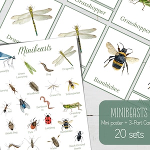 Carte e miniposter in 3 parti Minibeast, Bug, Insetti, Natura, Fai da te digitale, Insetti, Carte Montessori, Risorse per la scuola domestica