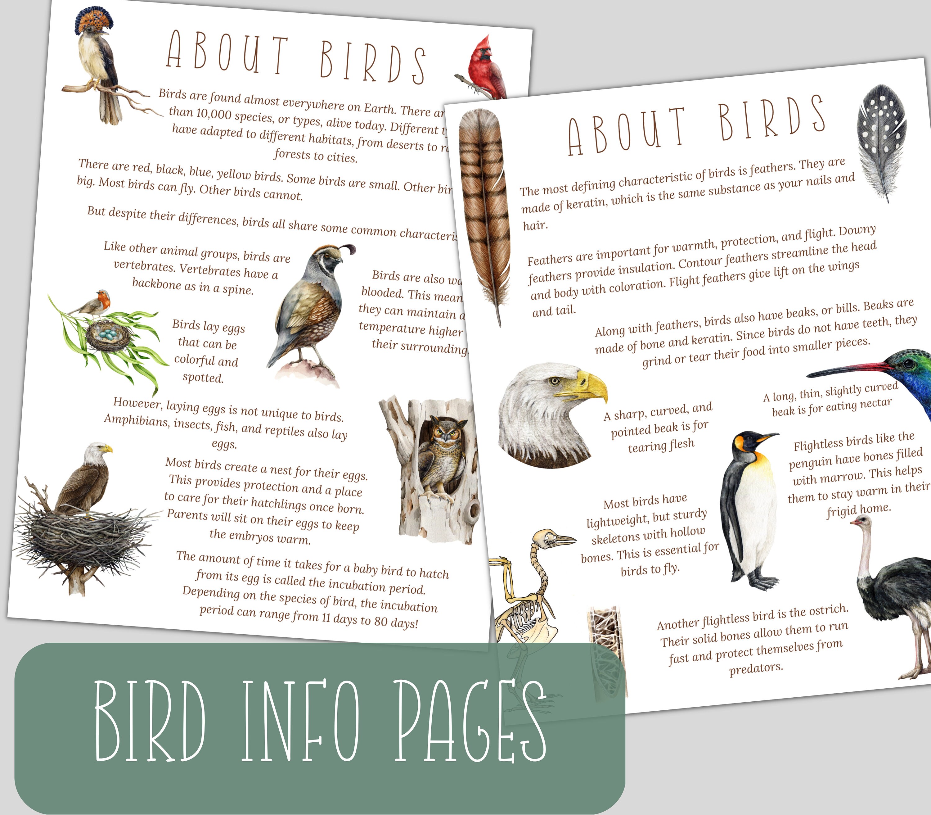Bird Unit Study: Anatomy, Life Cycle, Homeschool Printable (instant ...