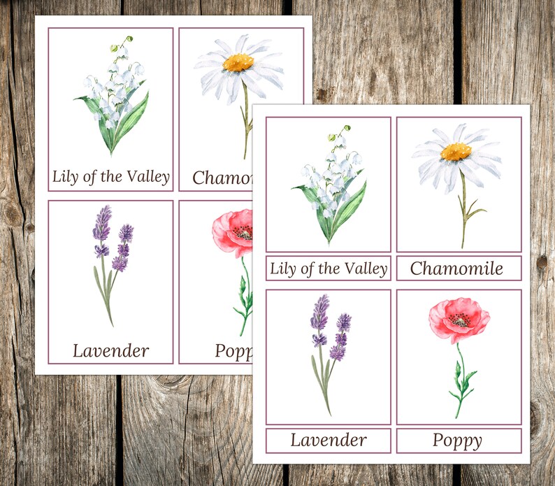 Flower 3part Cards Recognition Cards Flowers Spring Etsy