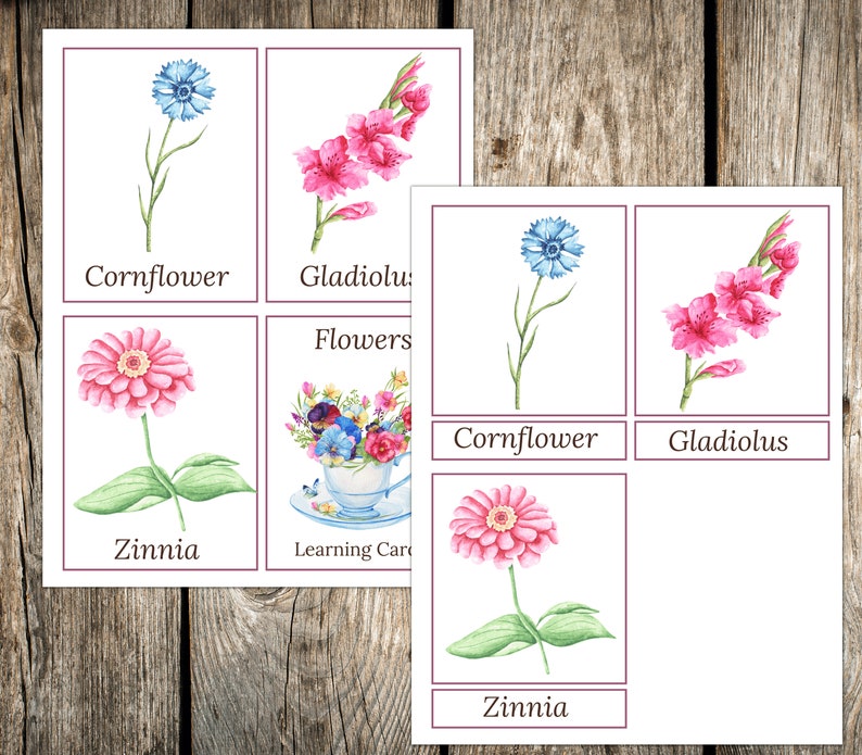 Flower 3part Cards Recognition Cards Flowers Spring Etsy
