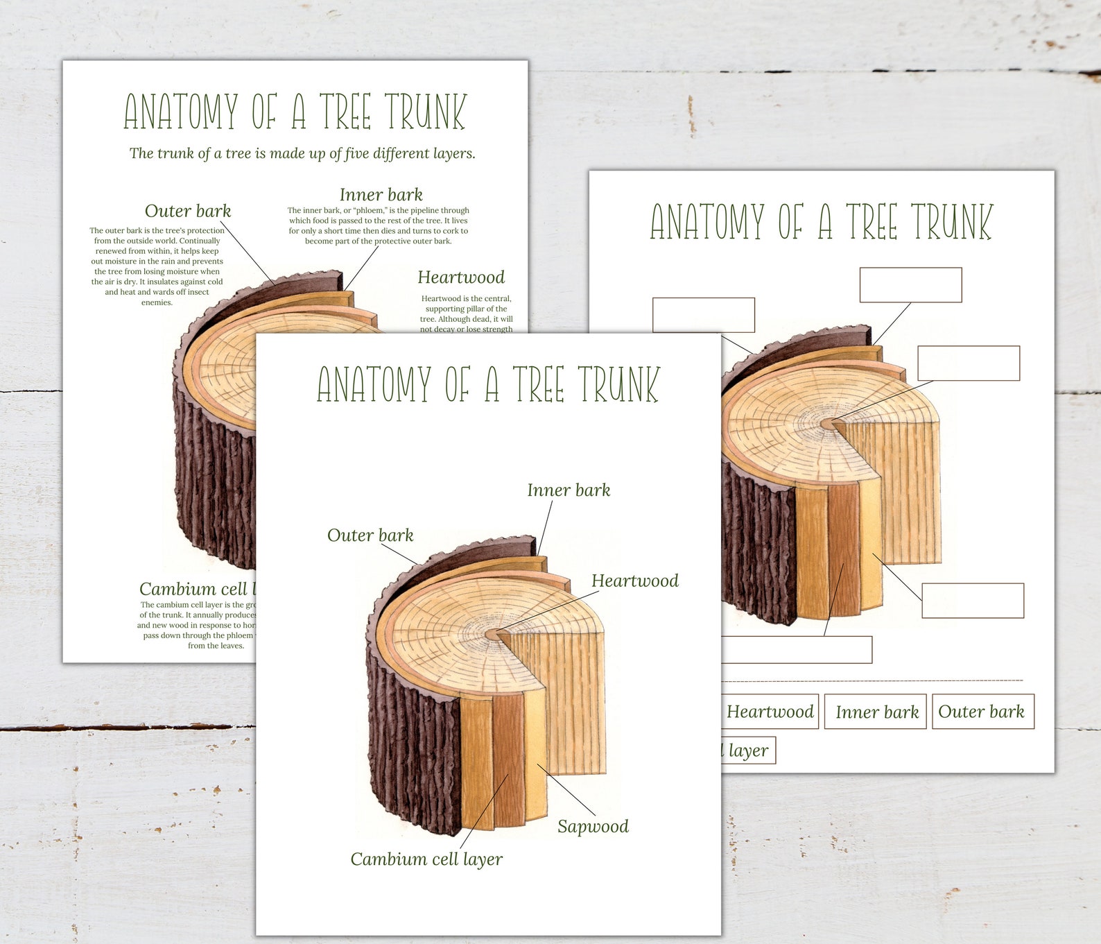 Tree Anatomy Poster: Trunk & Leaf Labeling Activity (digital Download ...