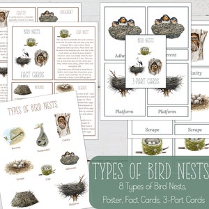 Tarjetas informativas Bird NESTS, tarjetas de 3 partes y mini póster, naturaleza, bricolaje digital, tarjetas Montessori, recursos para educación en el hogar