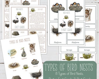 Bird Nests Fact Cards: Montessori Homeschool Poster (Digital DIY)