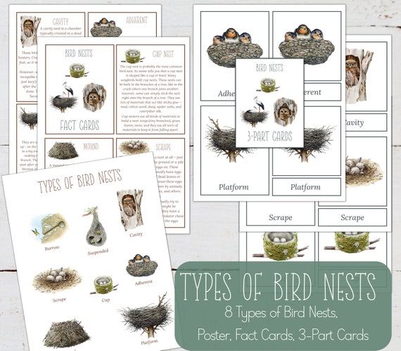 Bird NESTS Fact Cards, 3 Part Cards and Mini Poster, Nature, Digital DIY,  Montessori Cards, Homeschool Resources