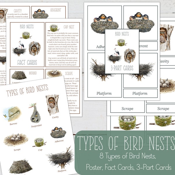 Bird NESTS Fact Cards, 3 Part Cards and Mini Poster, Nature, Digital DIY, Montessori Cards, Homeschool Resources