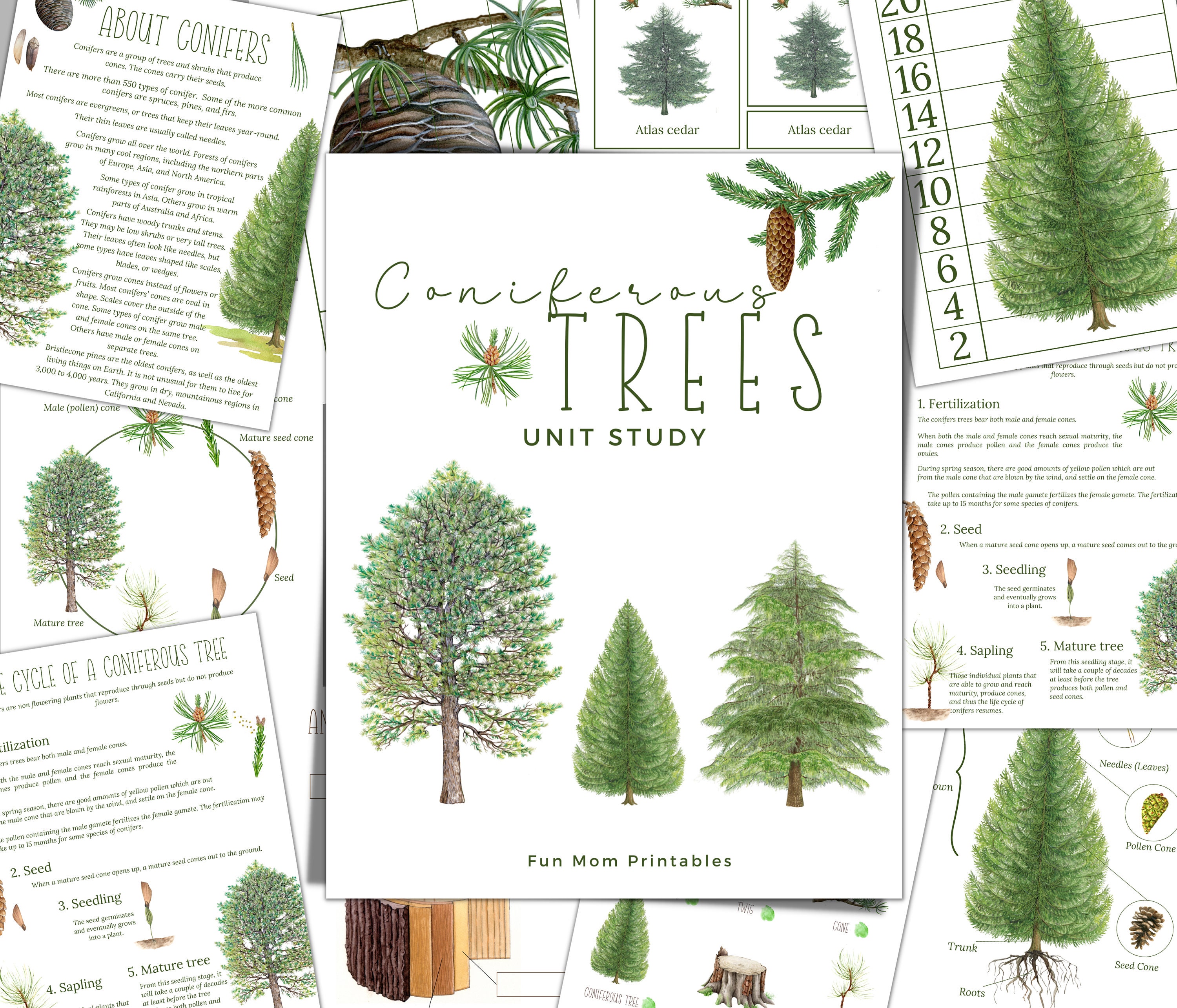 CONIFER TREE Unit Study,  Life Cycle, Anatomy, Nature Study, Science,  Handwriting, Montessori, Instant DOWNLOAD