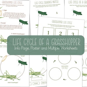 GRASSHOPPER Lebenszyklus, Naturstudie, Homeschool Printable, Instant Download