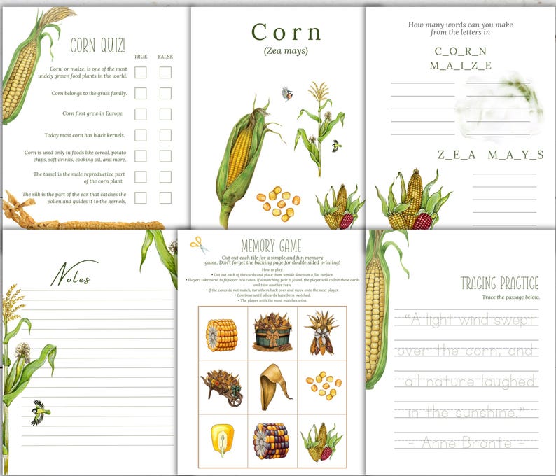 Corn Unit Study: Life Cycle, Anatomy, Homeschool Printable (instant ...