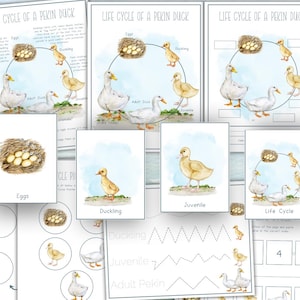 May include: Educational printables illustrating the life cycle of a Pekin duck. The watercolor illustrations show eggs, ducklings, juvenile ducks, and adult ducks. The text includes "Life Cycle of a Pekin Duck".
