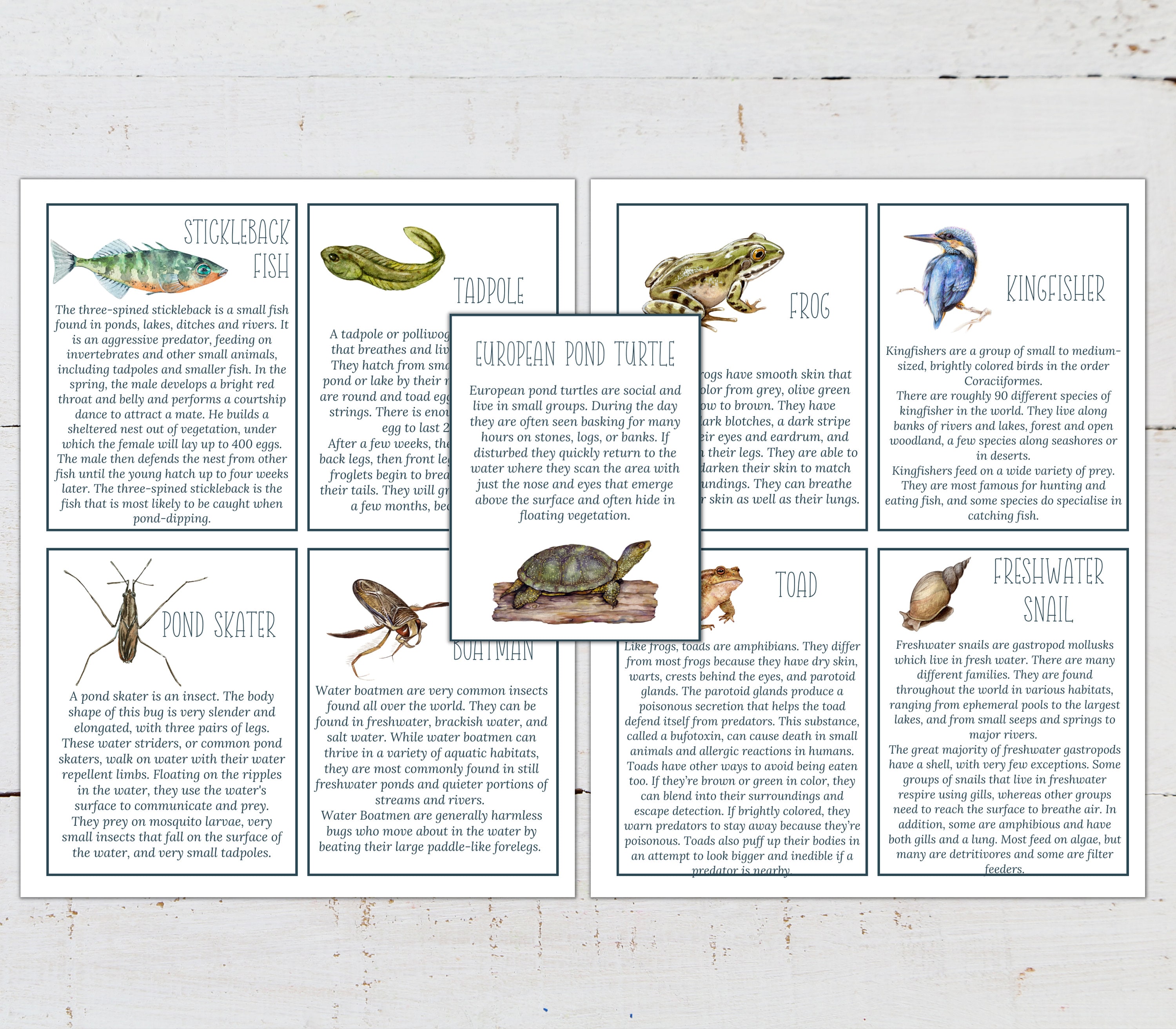 Pond Ecosystem Poster: Montessori Fact Cards & 3-part Cards (digital ...