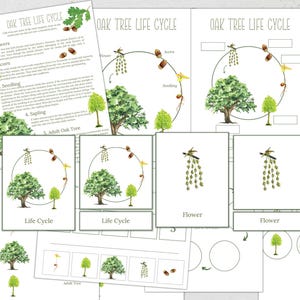 OAK TREE Life Cycle, Nature Study, Homeschool Printable, Instant Download
