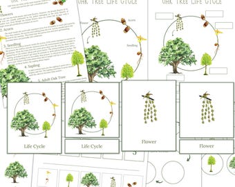 OAK TREE Life Cycle, Nature Study, Homeschool Printable, Instant Download