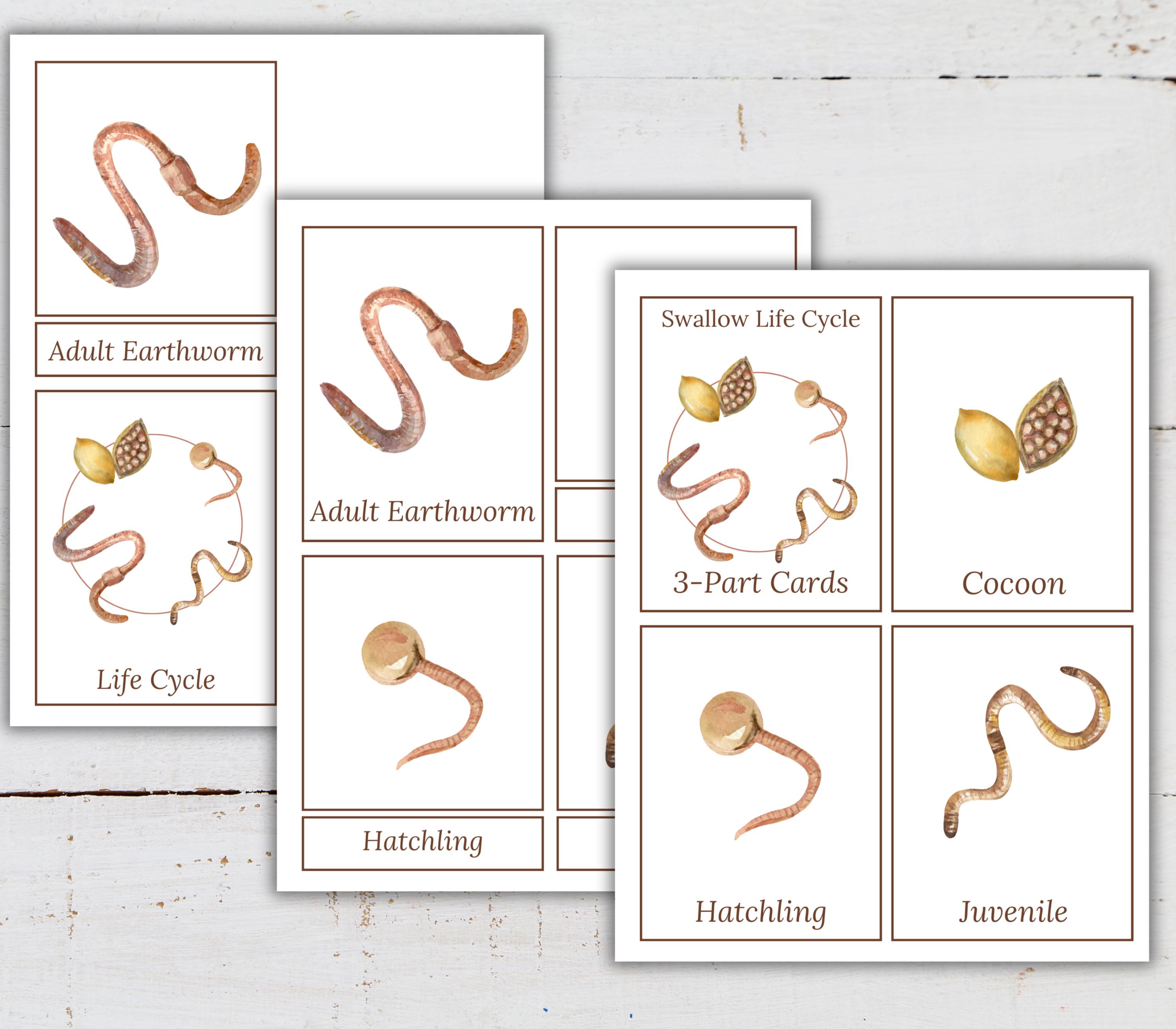 EARTHWORM Study Unit, Life Cycle, Anatomy, Nature Study, Science ...