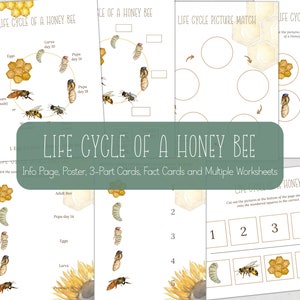 HONEY BEE Life Cycle, Nature Study, Homeschool Printable, Instant Download