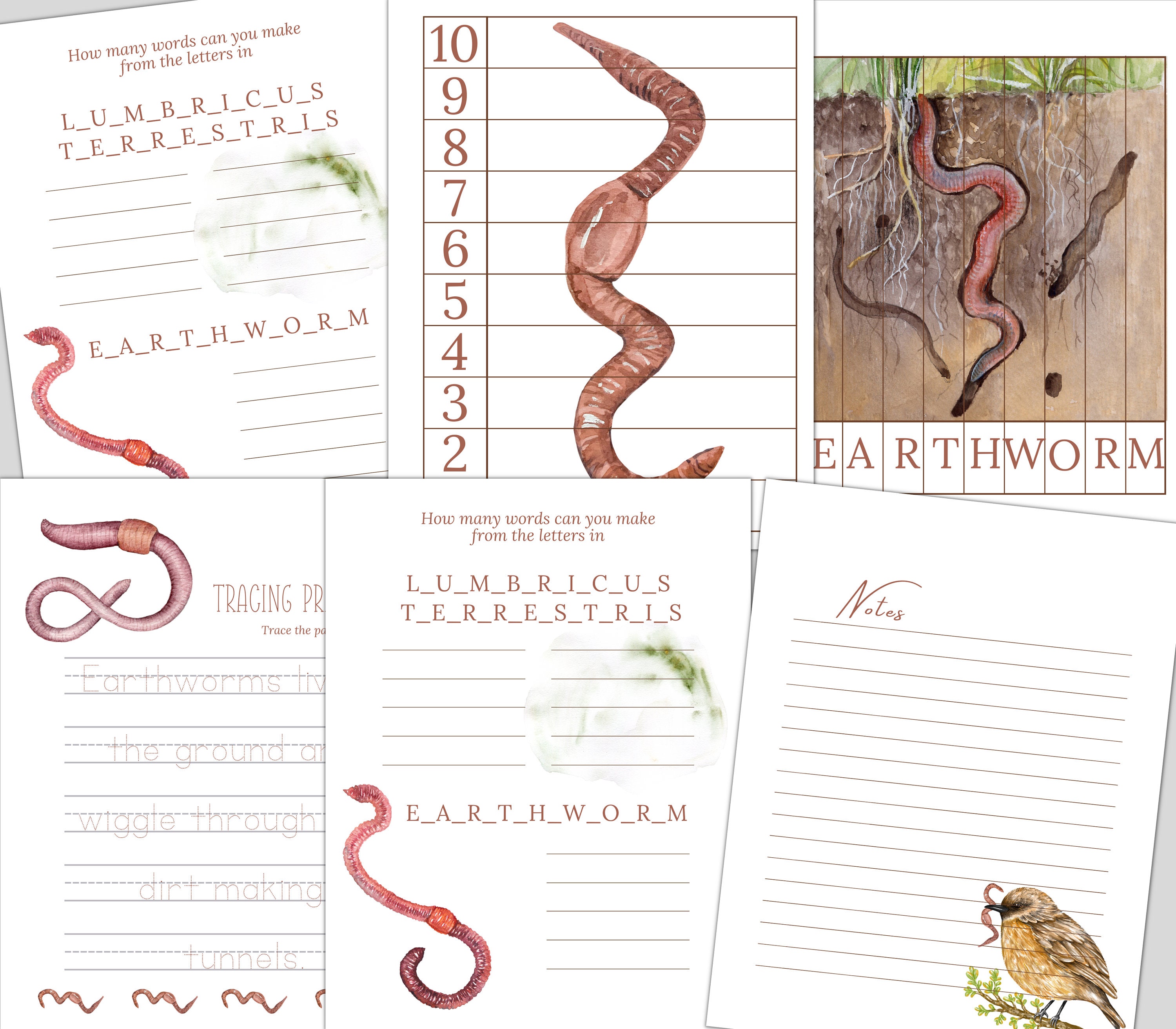 EARTHWORM Study Unit Life Cycle Anatomy Nature Study - Etsy UK