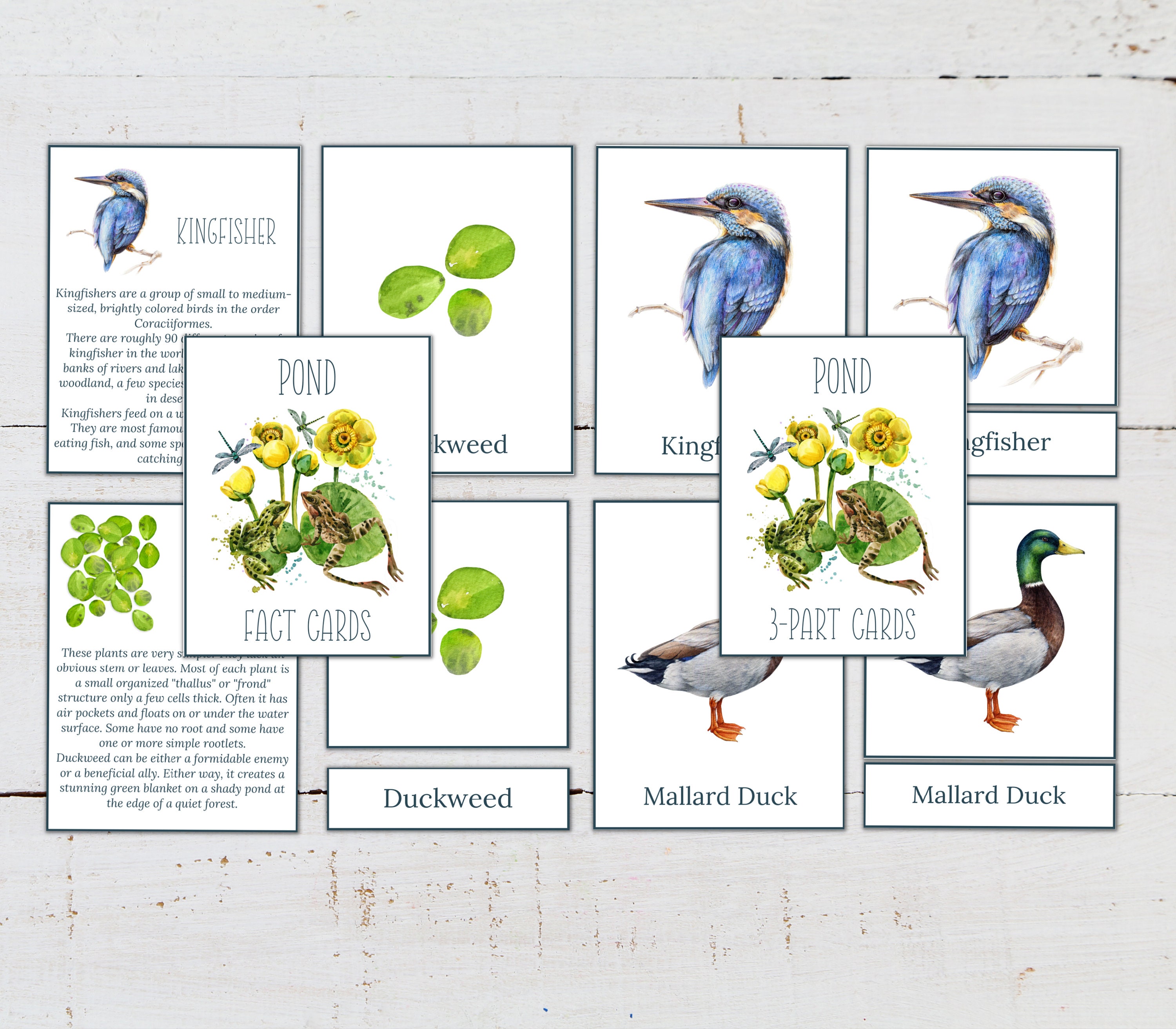 Pond Ecosystem Poster: Montessori Fact Cards & 3-part Cards (digital ...