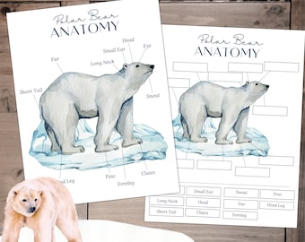 POLAR Bear Anatomy,  Poster and Labeling Activity, Homeschool, Instant DOWNLOAD