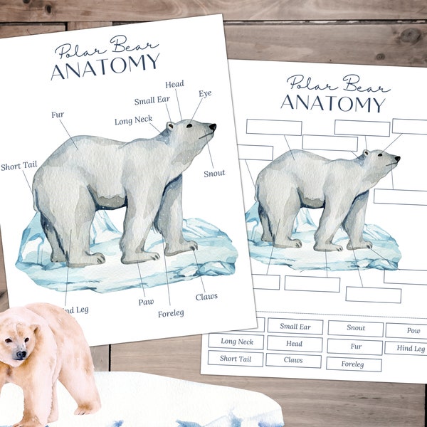 POLAR Bear Anatomy,  Poster and Labeling Activity, Homeschool, Instant DOWNLOAD