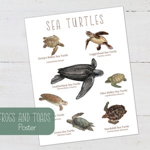 May include: An educational poster featuring illustrations of different types of sea turtles, including the Kemp's Ridley, Loggerhead, Leatherback, Olive Ridley, Green, and Hawksbill sea turtles. Each turtle is labeled with its scientific name.