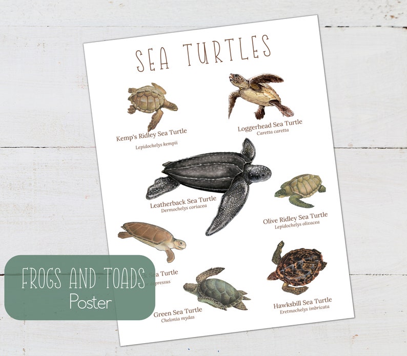 May include: An educational poster featuring illustrations of different types of sea turtles, including the Kemp's Ridley, Loggerhead, Leatherback, Olive Ridley, Green, and Hawksbill sea turtles. Each turtle is labeled with its scientific name.