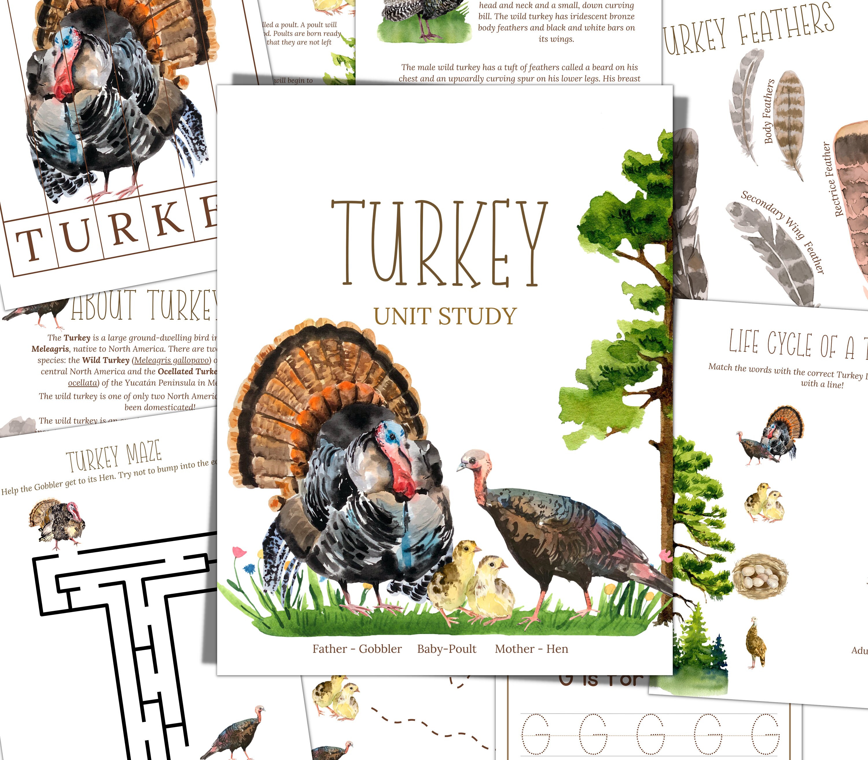 TURKEY Unit Study, Life Cycle, Anatomy, Montessori 3 Part Cards, DIGITAL DOWNLOAD