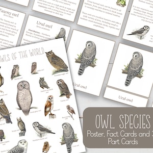 Mini poster OWLS, cartes de faits et cartes en 3 parties, nature, bricolage numérique, cartes Montessori, ressources pour l'école à la maison, téléchargement immédiat