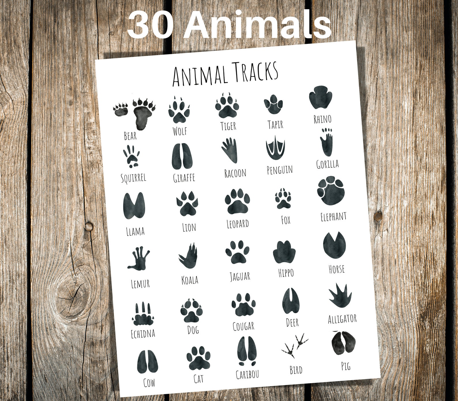 ANIMAL TRACKS Poster Cards Puzzles Nature Study Animal - Etsy