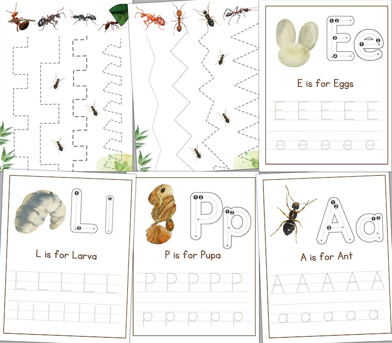 May include: A printable worksheet for kids to learn the alphabet with pictures of an ant, egg, larva, and pupa. The worksheet includes tracing lines for each letter and practice writing the letters.