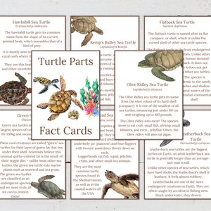 May include: Illustrated fact cards about different types of sea turtles. Each card features a colorful illustration of a turtle and includes information about its name, characteristics, and habitat.