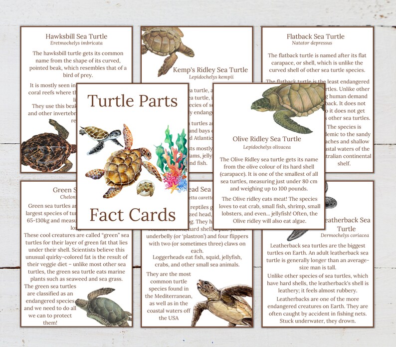 May include: Illustrated fact cards about different types of sea turtles. Each card features a colorful illustration of a turtle and includes information about its name, characteristics, and habitat.