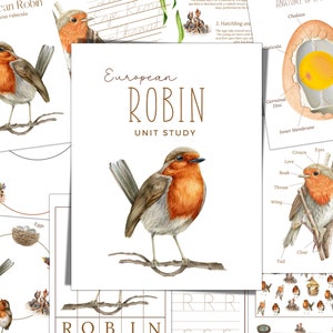 Estudio de unidad ROBIN EUROPEO, Ciclo de vida, Anatomía, Estudio de la naturaleza, Ciencia, Escritura a mano, Imprimible para educación en el hogar, Montessori, DESCARGA instantánea