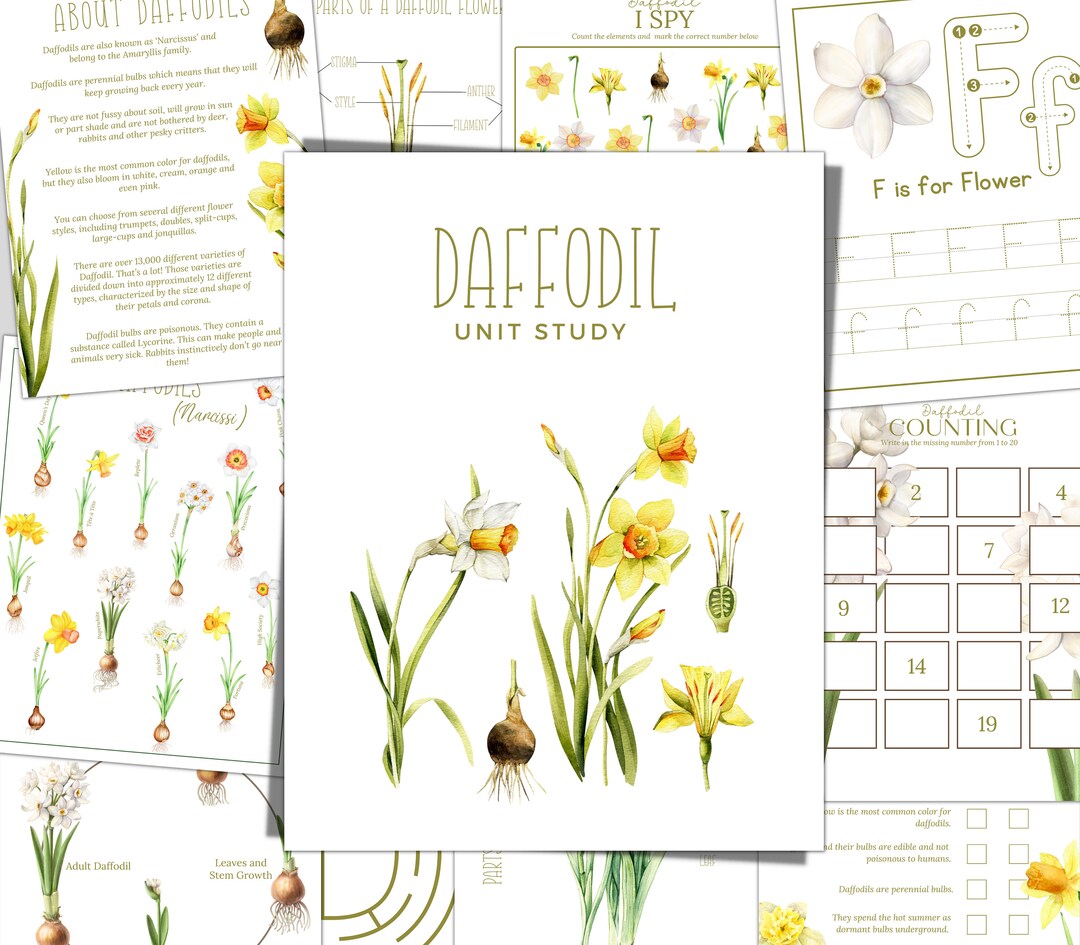 DAFFODIL Unit Study, Life Cycle, Anatomy, Nature Study, Science